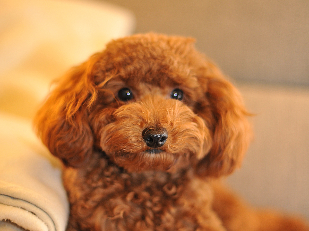 Фотография: Yasuhiko Ito from Sendai, Japan, CC BY 2.0