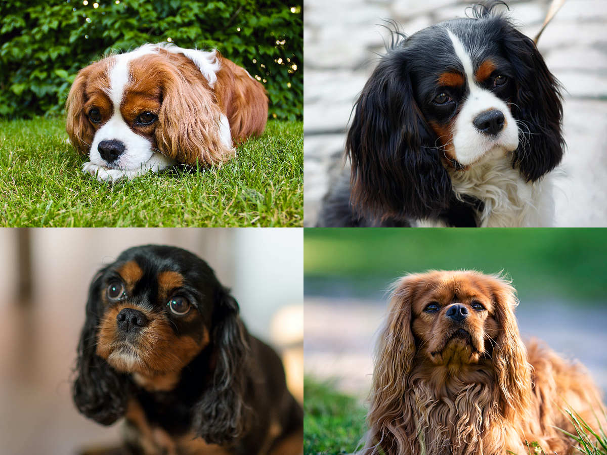 Любое отклонение может быть признаком метизации, а значит, и непредсказуемого характера, и генетических проблем. Фотографии: Filip B (CC BY-SA 3.0), Przemysław Jahr (Public domain), david_baxendale (CC BY-ND 2.0), Bruno Scliffet (CC0).