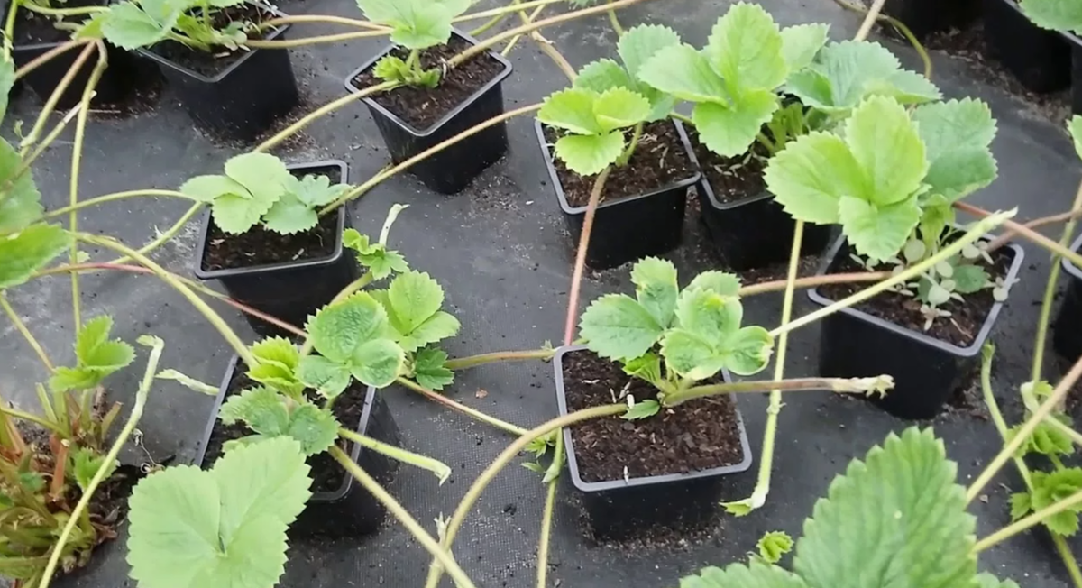 размножение усами клубники