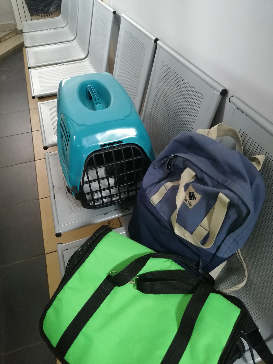 Лиза улеглась. Старая переноска тоже с нами. Хотела выкинуть, потом подумала, что может, починить можно? 