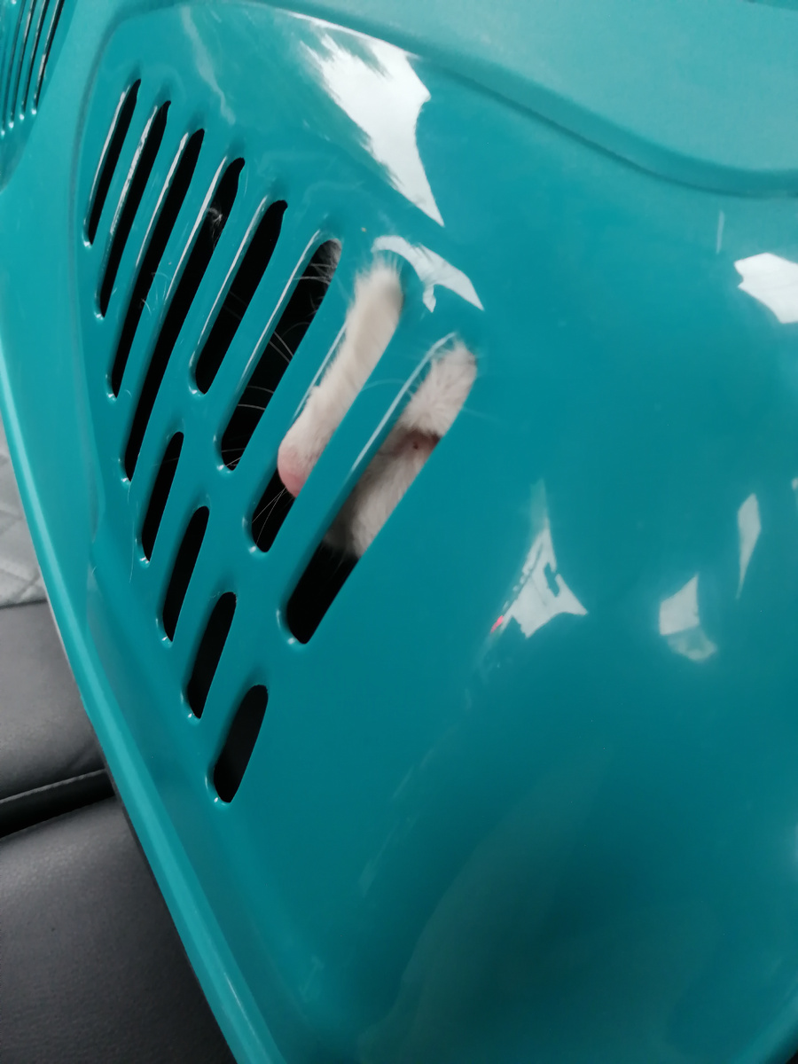 Лизин носик. 