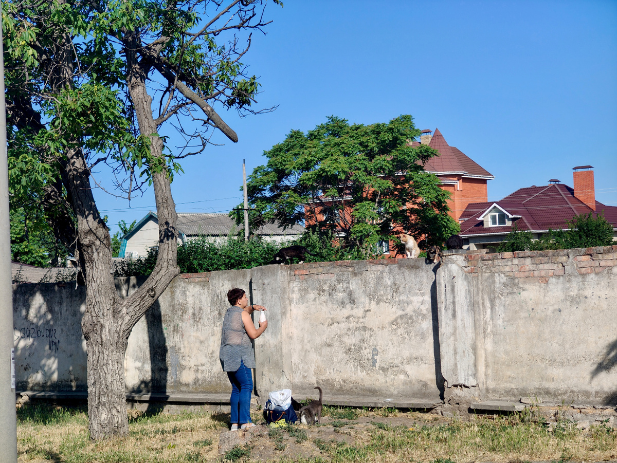 Женщина кормит котиков в Симферополе