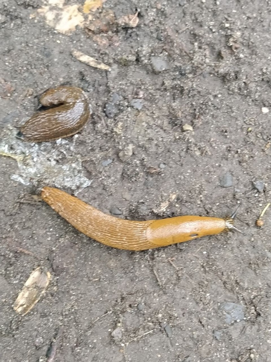 Слизни после дождя. Они очень созвучны моему впечатлению от книги. Хотя... слизни дети природы, они даже милые