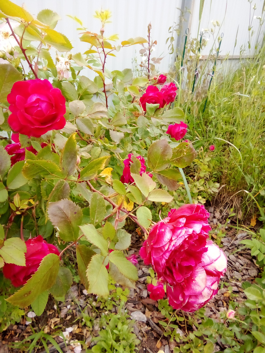 В статье все фото авторские. Канадская роза Александр Маккензи, выросшая без положенных танцев с бубном. Местами поджелтевшие и поеденные листья меня вообще не напрягают. А цветы у него шикарные... Красавчик🌹 Я его пригибала и укрывала лапником (в нашу малоснежную зиму, считай и будто совсем не укрыла). Из удобрений - только колышек (он до сих пор не рассосался). В том году поливала, в этом - уже нет, один раз только в конце весны.
