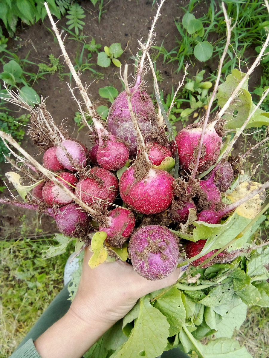 Сажала ассорти из трех сортов