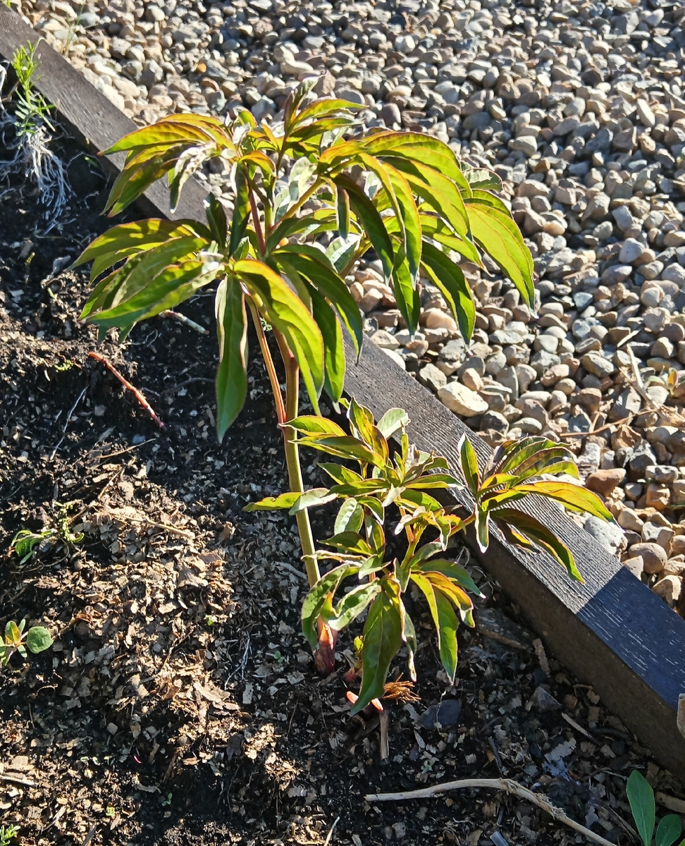 Маленький пион.  