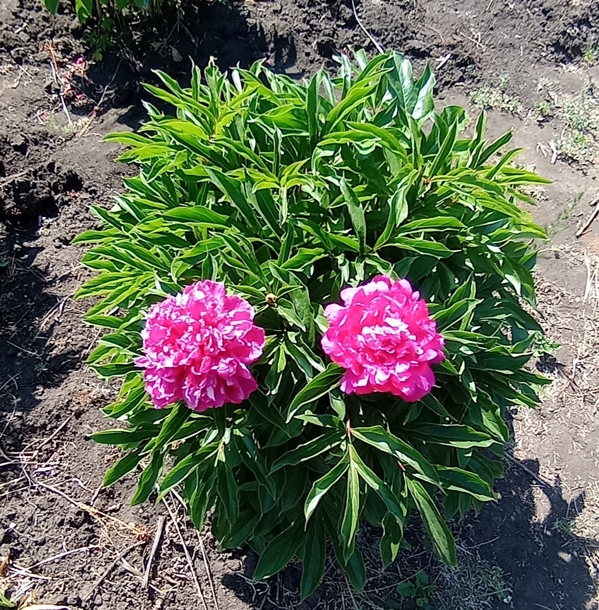 Молодой куст!