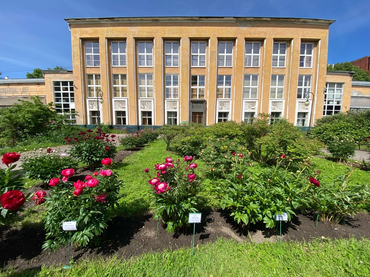 Цветение пионов в ботсаду Санкт-Петербурга.  Фото: Леля Голованова