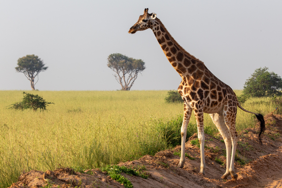 Национальный парк Murchison Falls