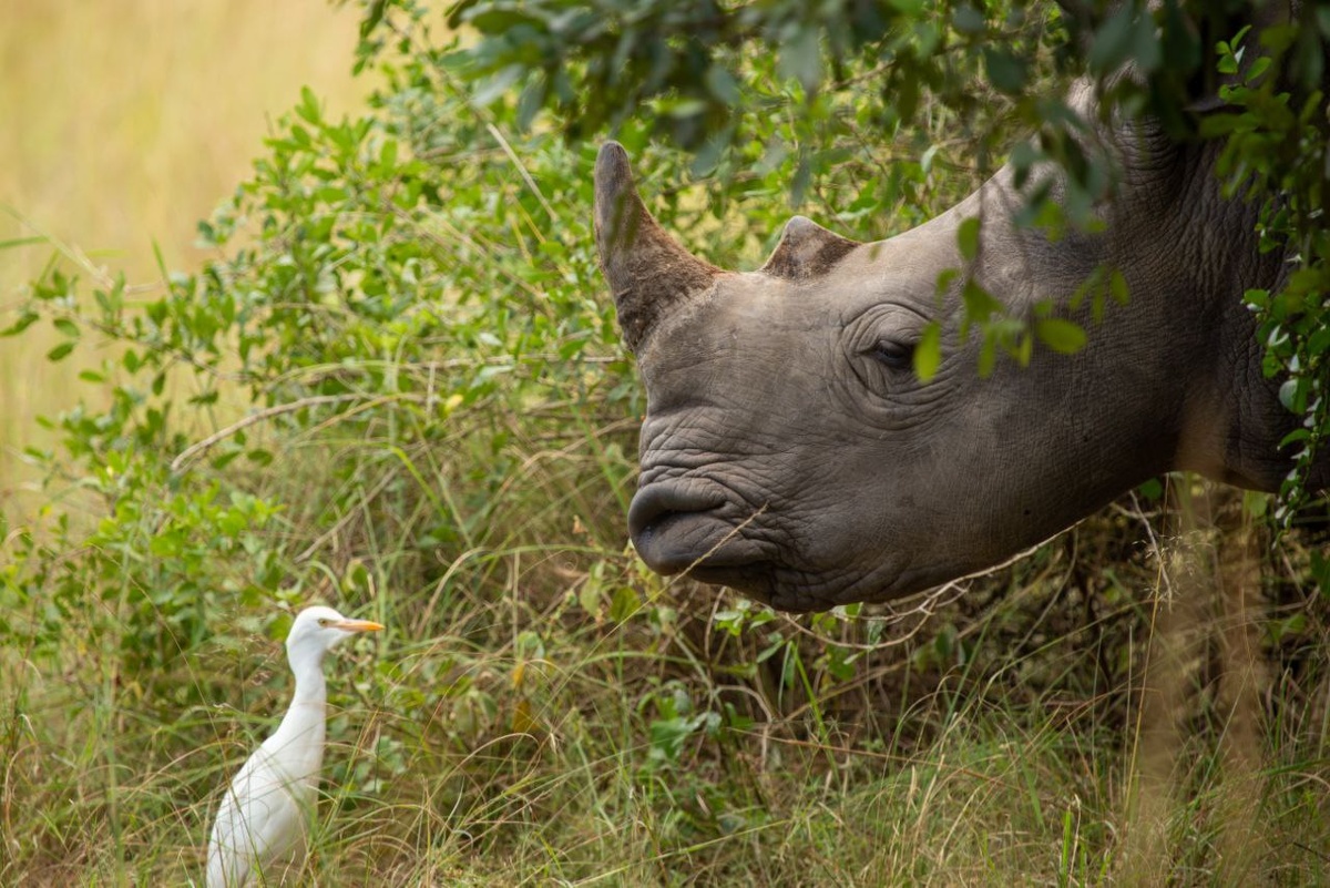 Ziwa Rhino Sanctuary