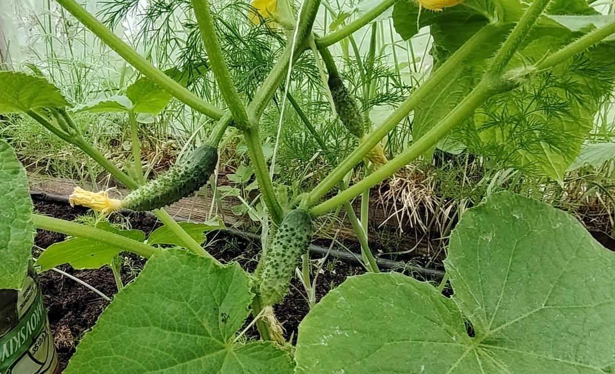 Огурцы Кураж 21 июня