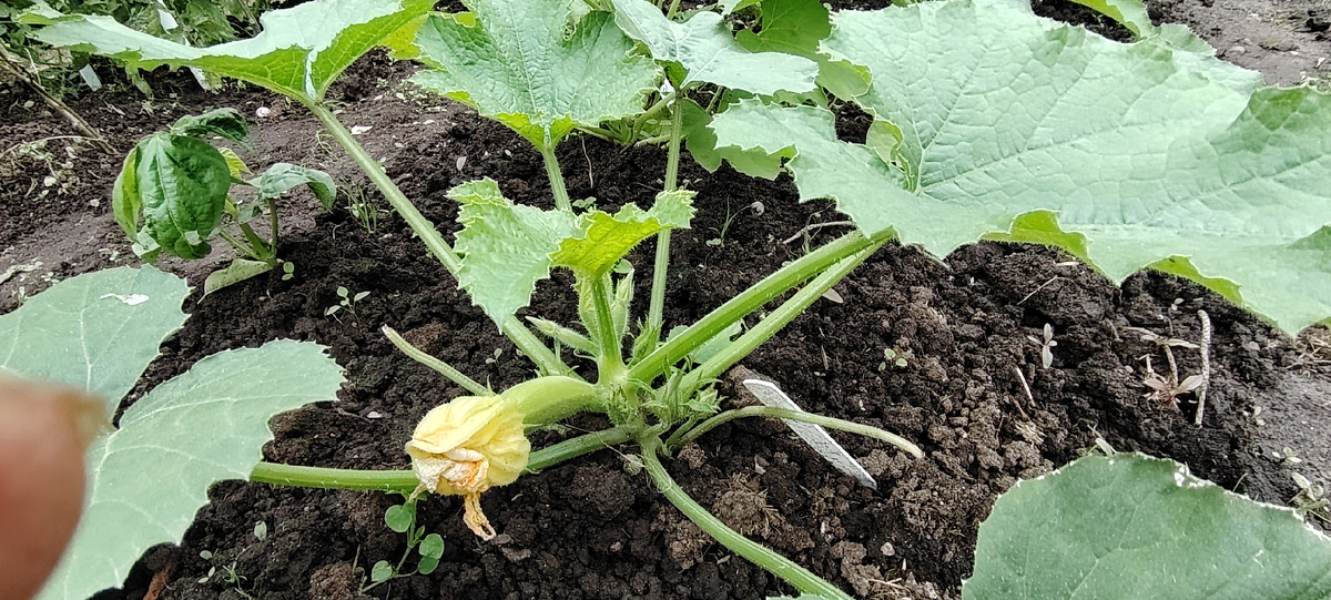 Кабачок собрался цвести