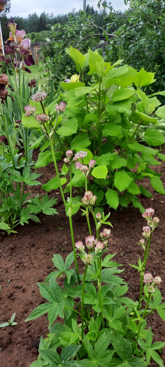 Начало цветения.Июнь 2025 год.