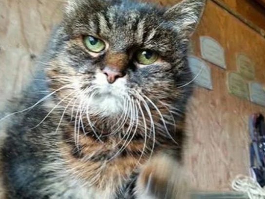 Как понять, что кошка прощается с человеком навсегда