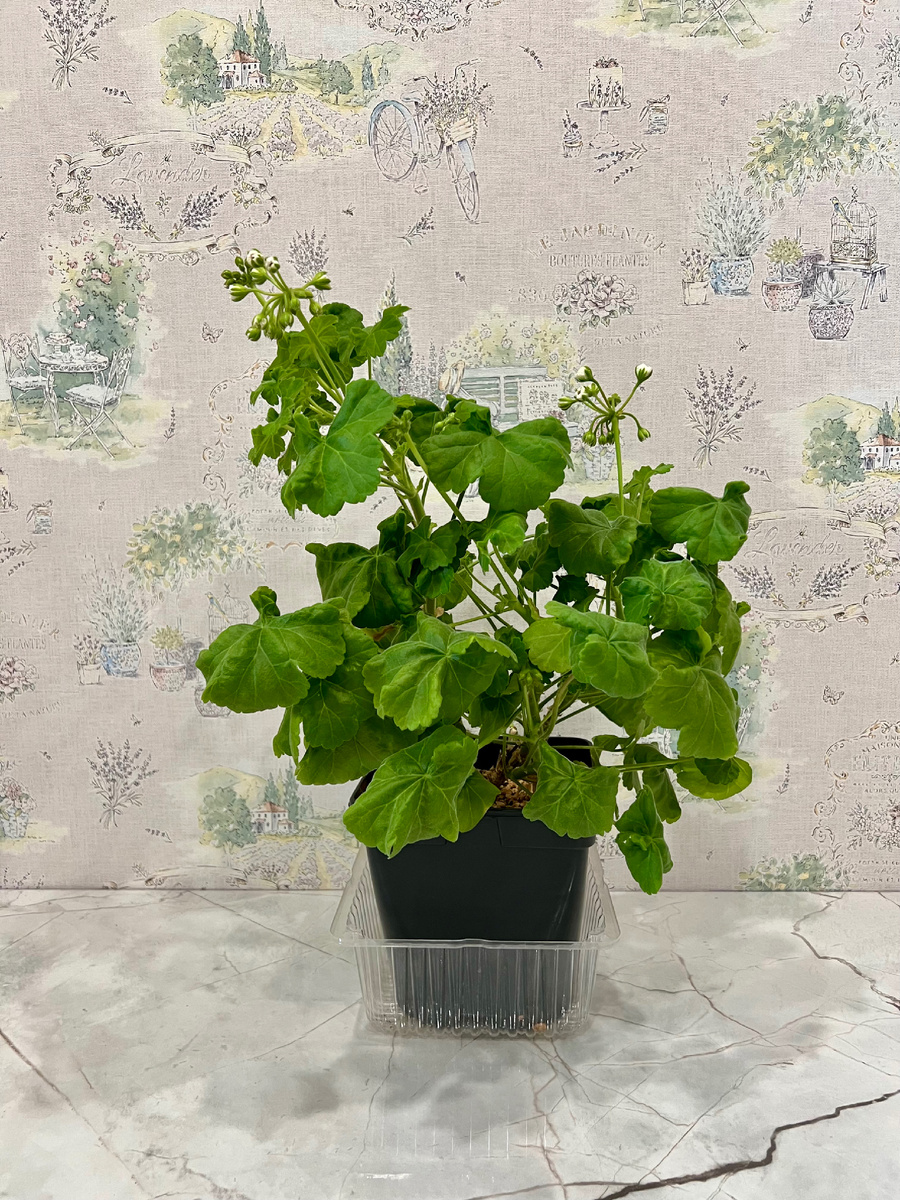 ЮВ-16:21 фото автора