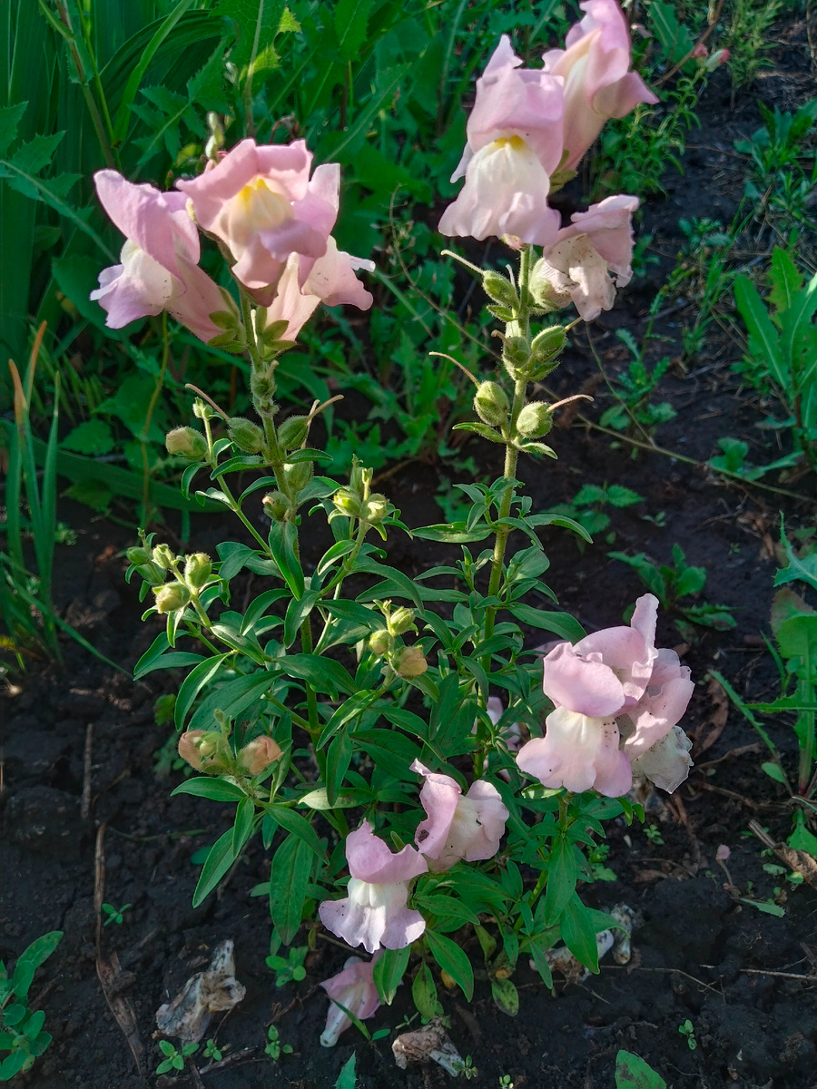 Львиный зев