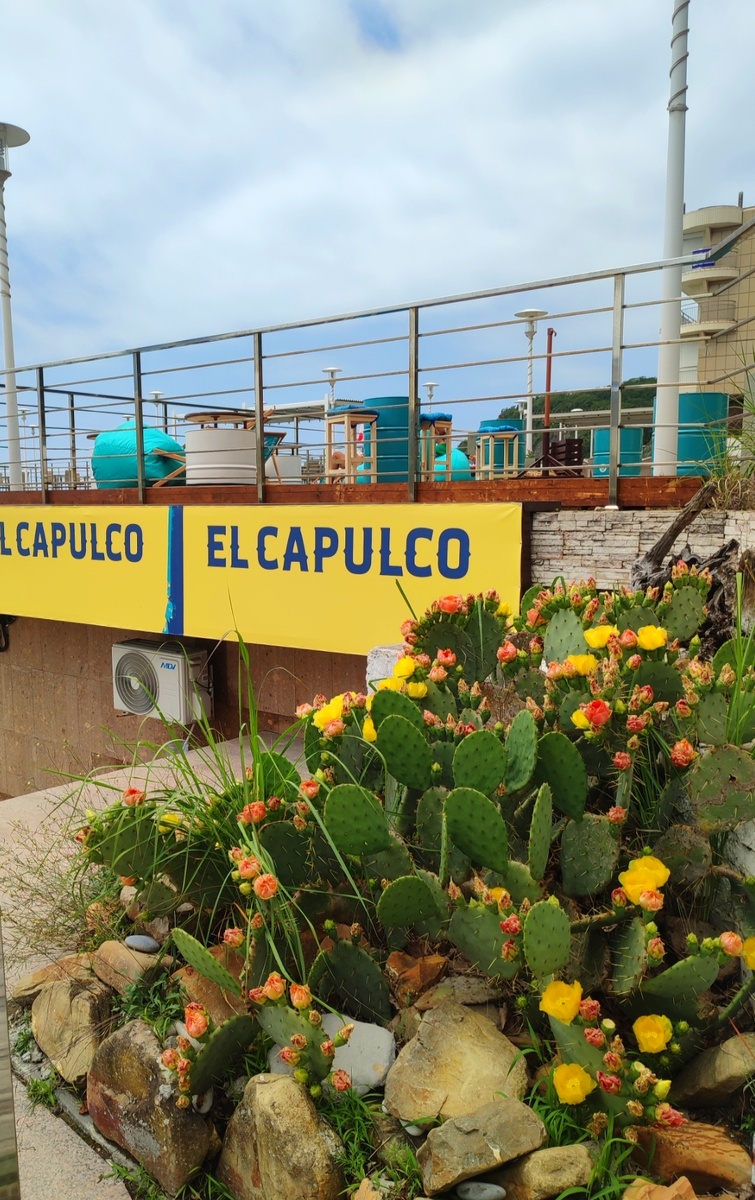 Кактусовый сад