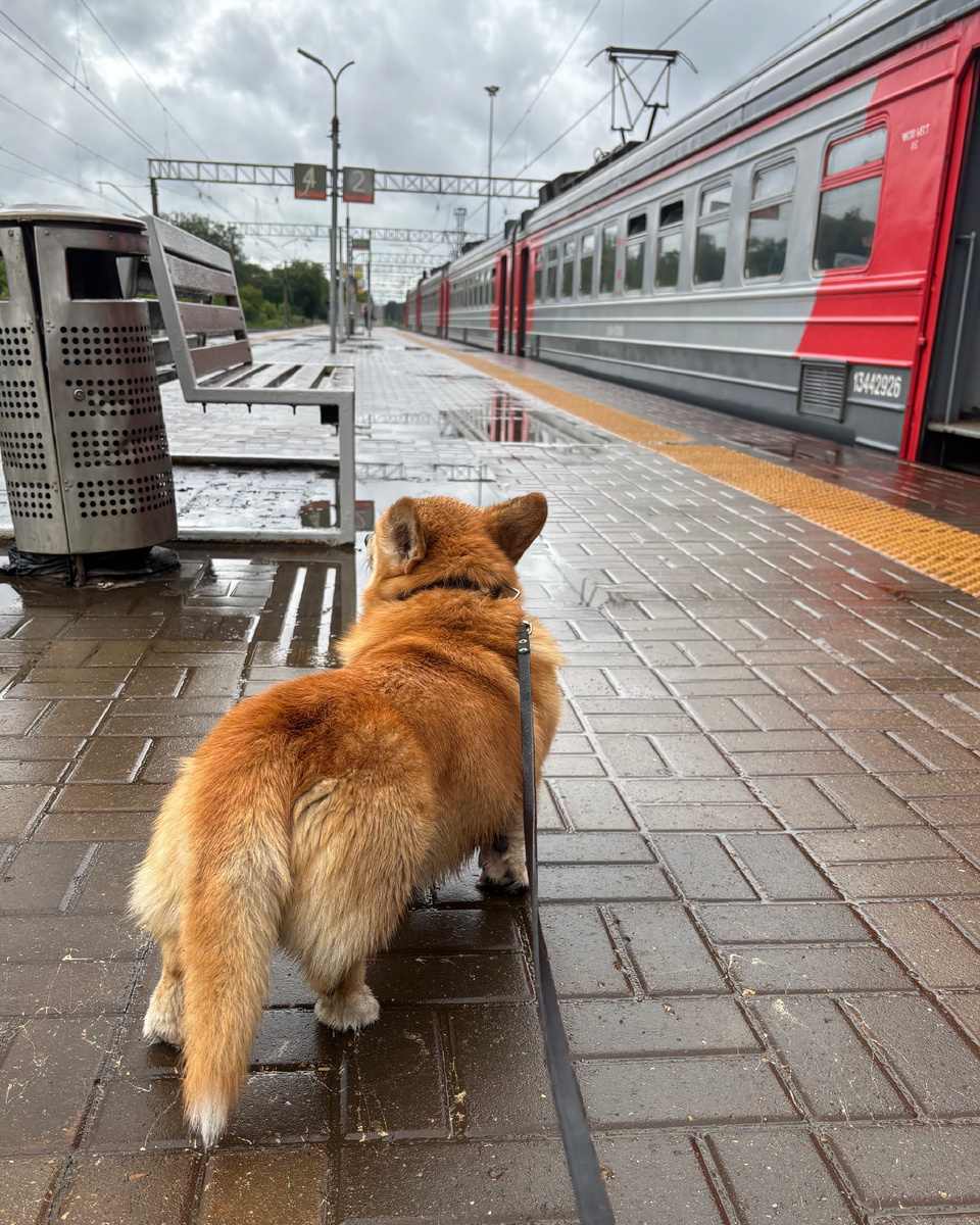 Корги на платформе рядом с электричкой