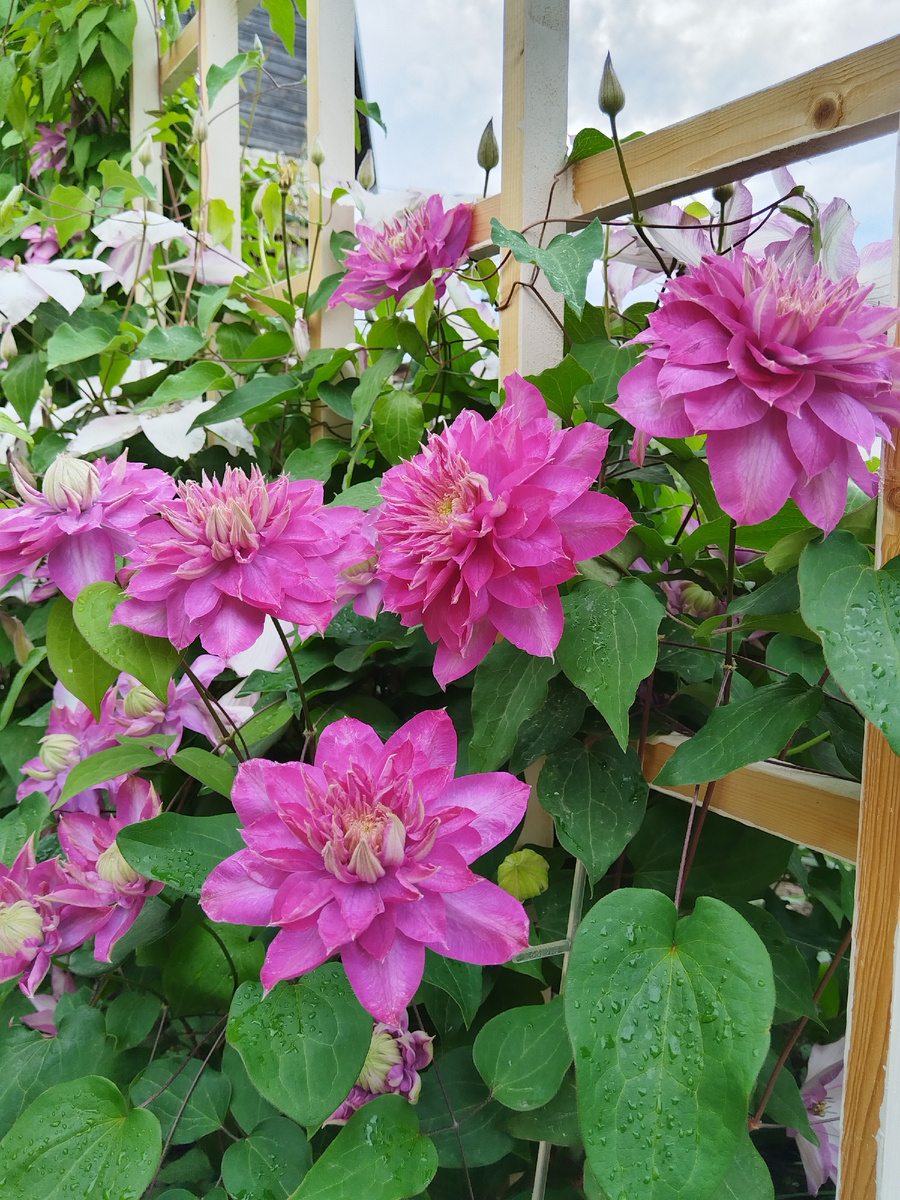 Как я подружилась с клематисами. На фото Кайзер. Третий год со мной 💞