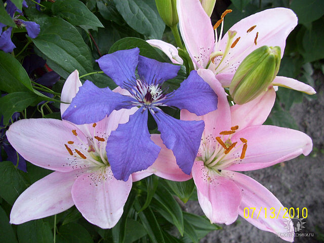 Мистер Х в компании с лилией. Оказывается, он живет у меня, более пятнадцати лет 🔥