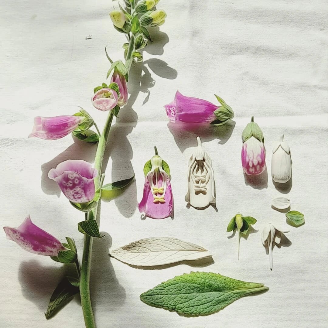 Наперстянка (Digitalis). Фото: ateliernausika