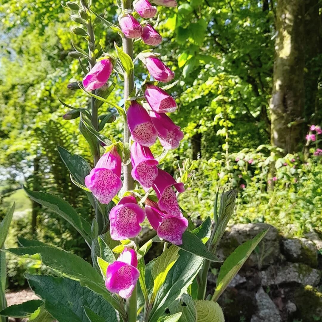 Наперстянка (Digitalis). Фото: ateliernausika