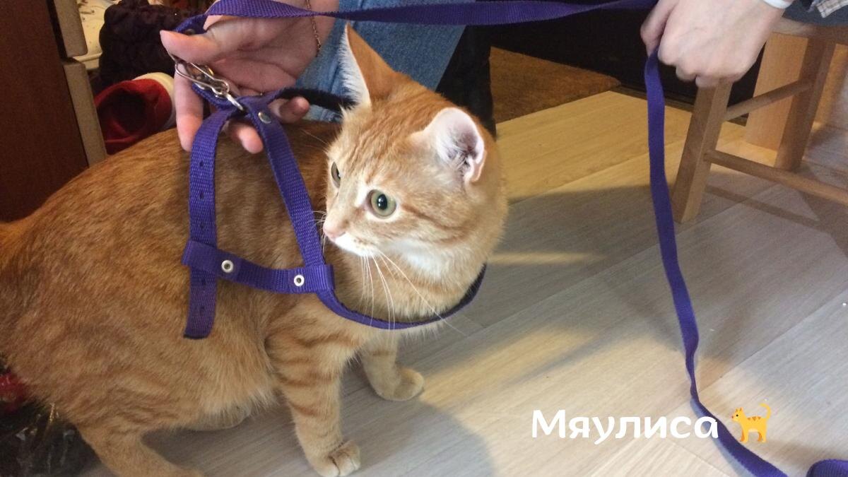 Фото: Я, Василиса, собираюсь на прогулку — автор: Каролина, @Myaulisa