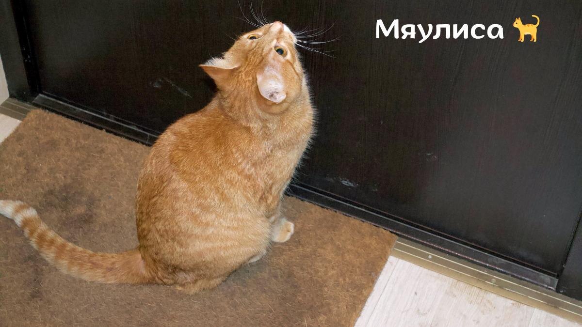 Фото: Сижу возле двери. Так я прошу вывести меня на прогулку — автор: Каролина, @Myaulisa