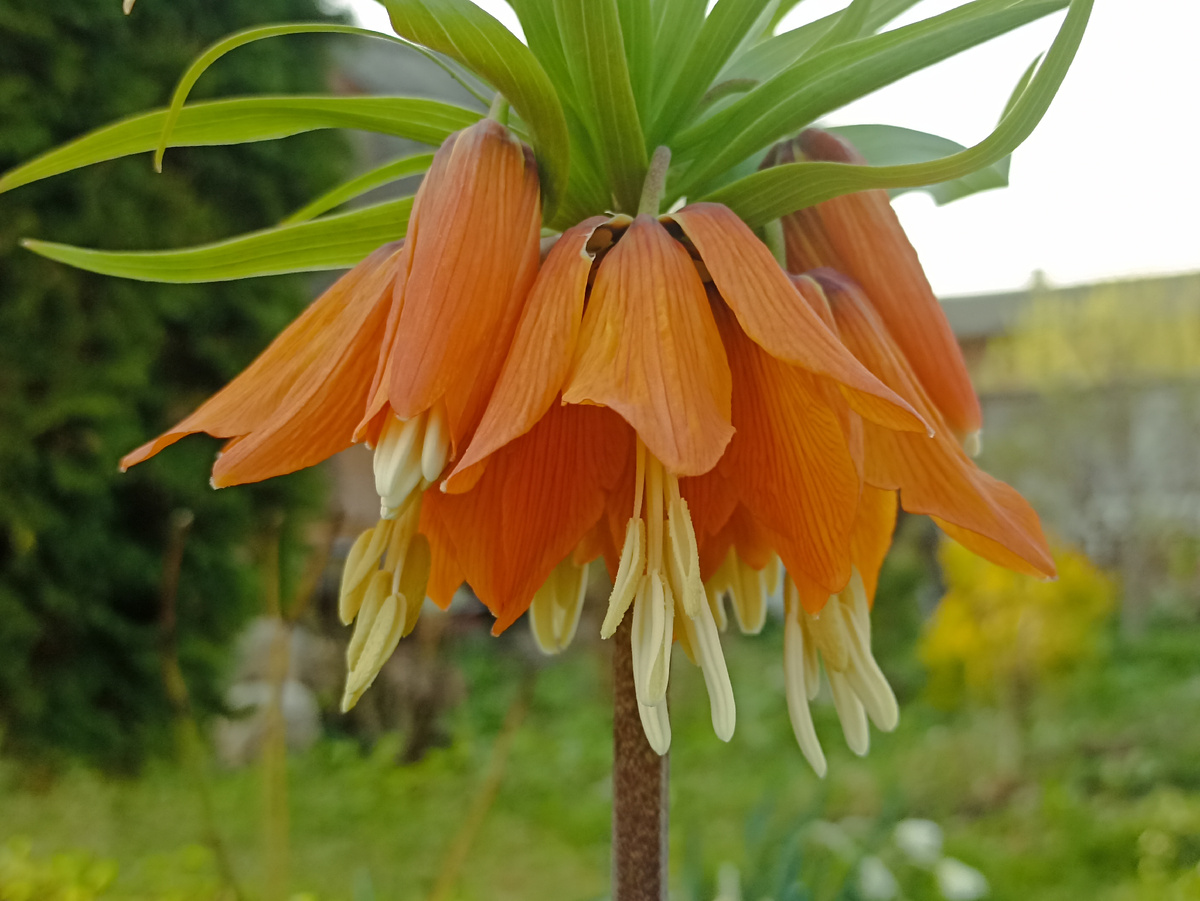 Рябчик императоский. Фото автора