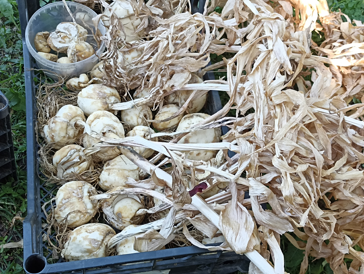 Выкопанные луковицы рячиков. Фото автора. Листайте карусель