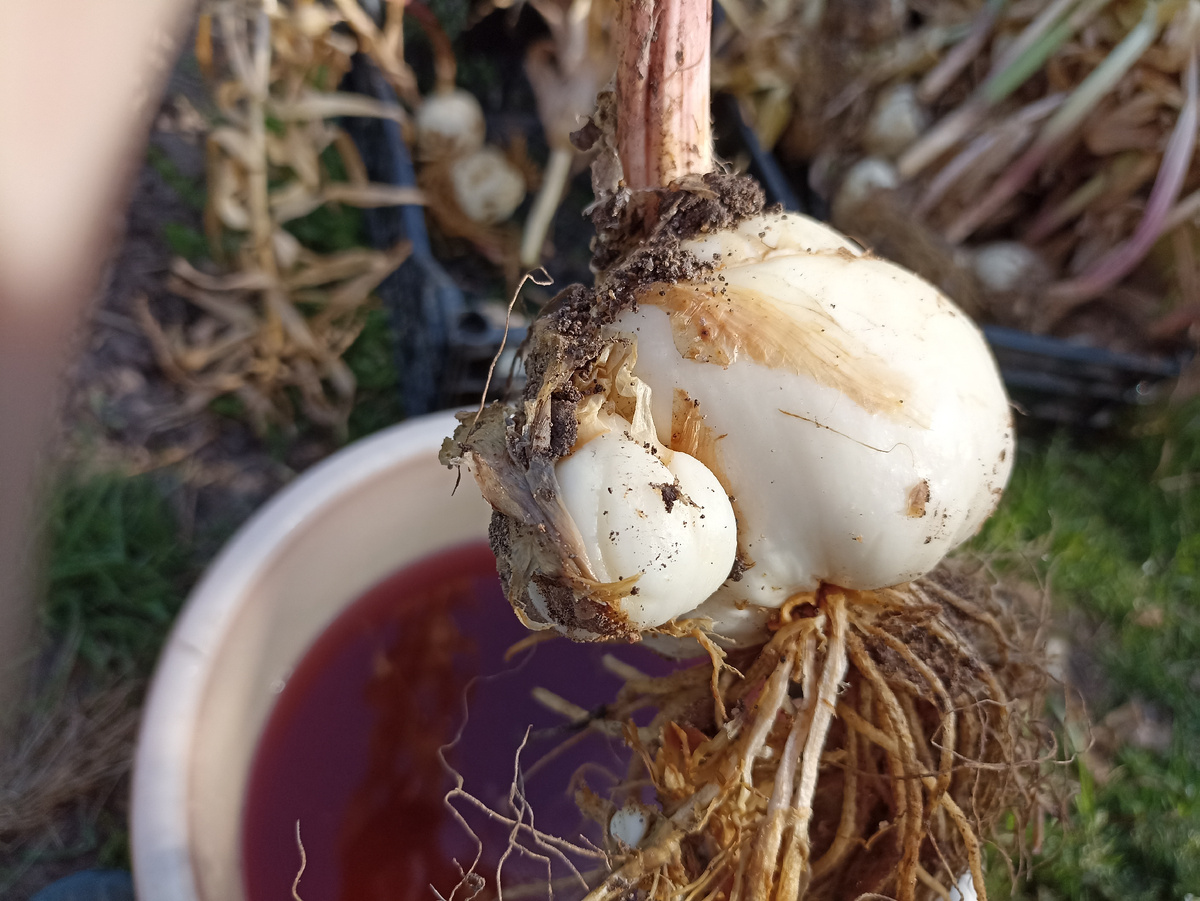 Обеззараживаю луковицы в слабом растворе марганцовки. Фото автора