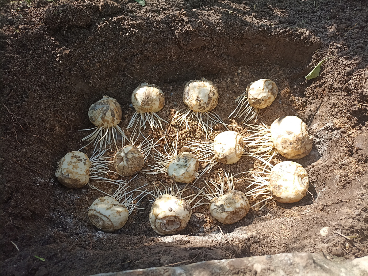 Корешки наросли на луковице и готовы к посадке. Фото автора