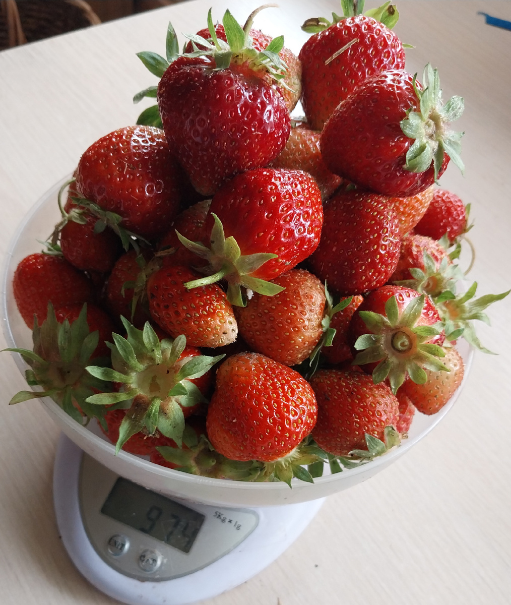 Первый килограмм ягод. С десяток скушали отсюда.