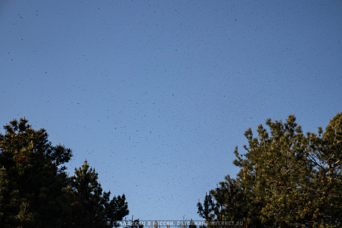 Я такого никогда в жизни не видел!!! (Чтобы вы тоже могли увидеть, надо увеличить фото). Фото: Голландец в России