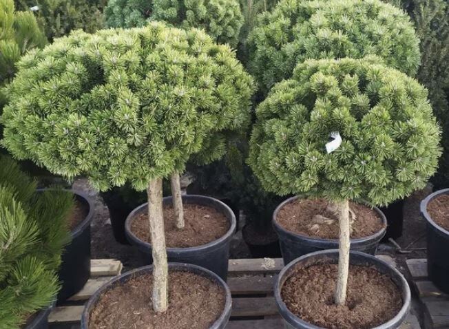 Сосна горная Хампи