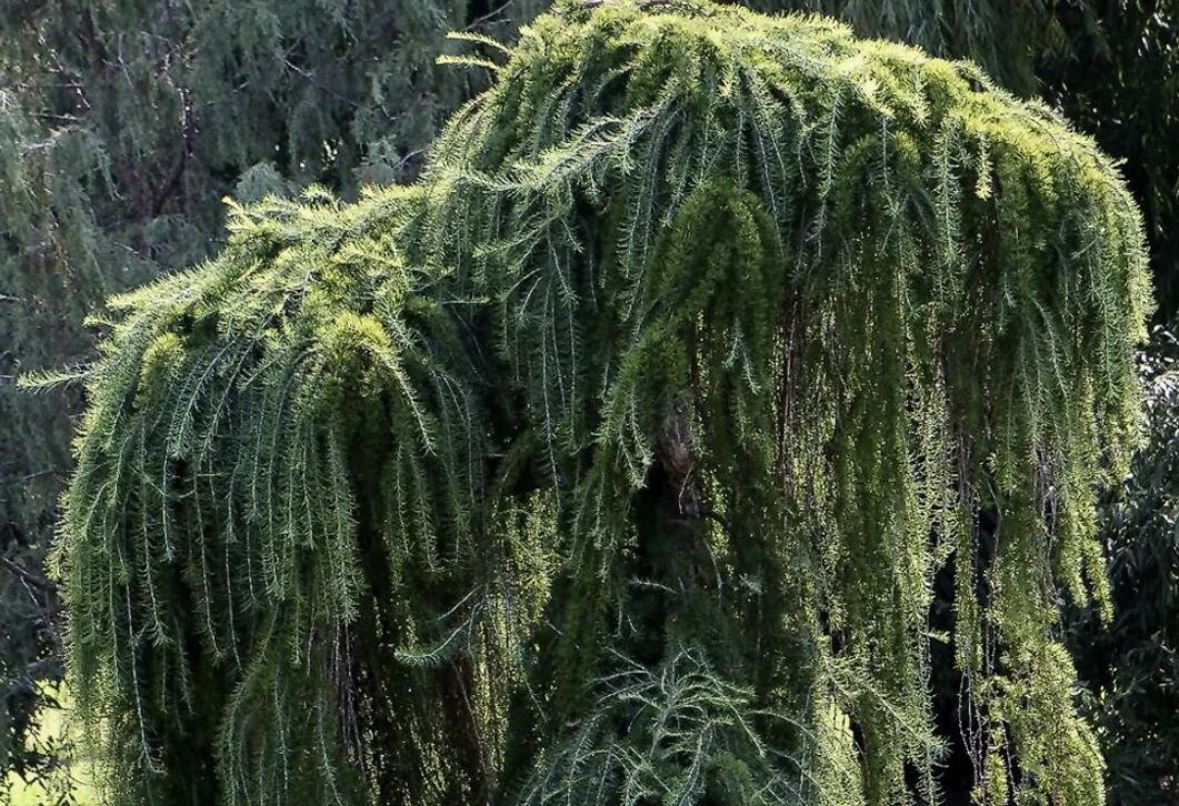 Лиственница опадающая Пендула