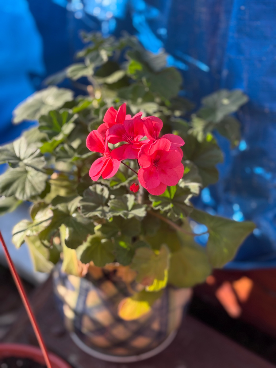 Герань расцвела 😍