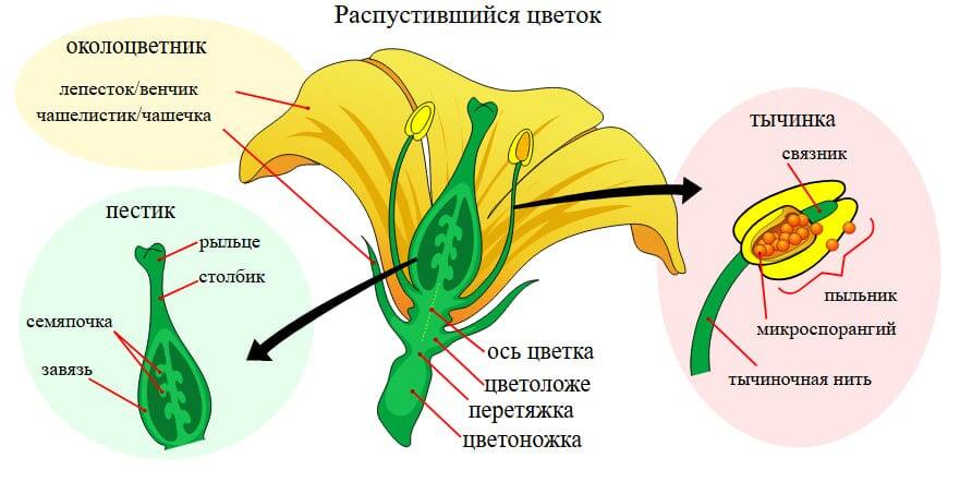    Строение цветка (для тех, кто забыл школьную программу) / © wikipedia.org, Mariana Ruiz