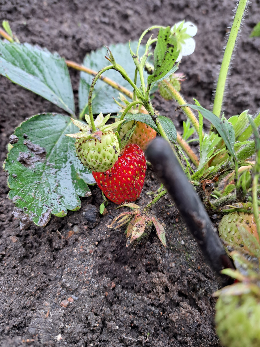 Клубника Юния Смайдс