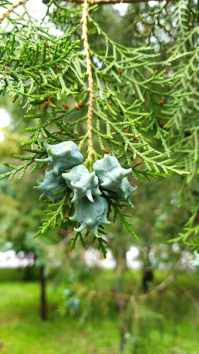 Туя в Липках 