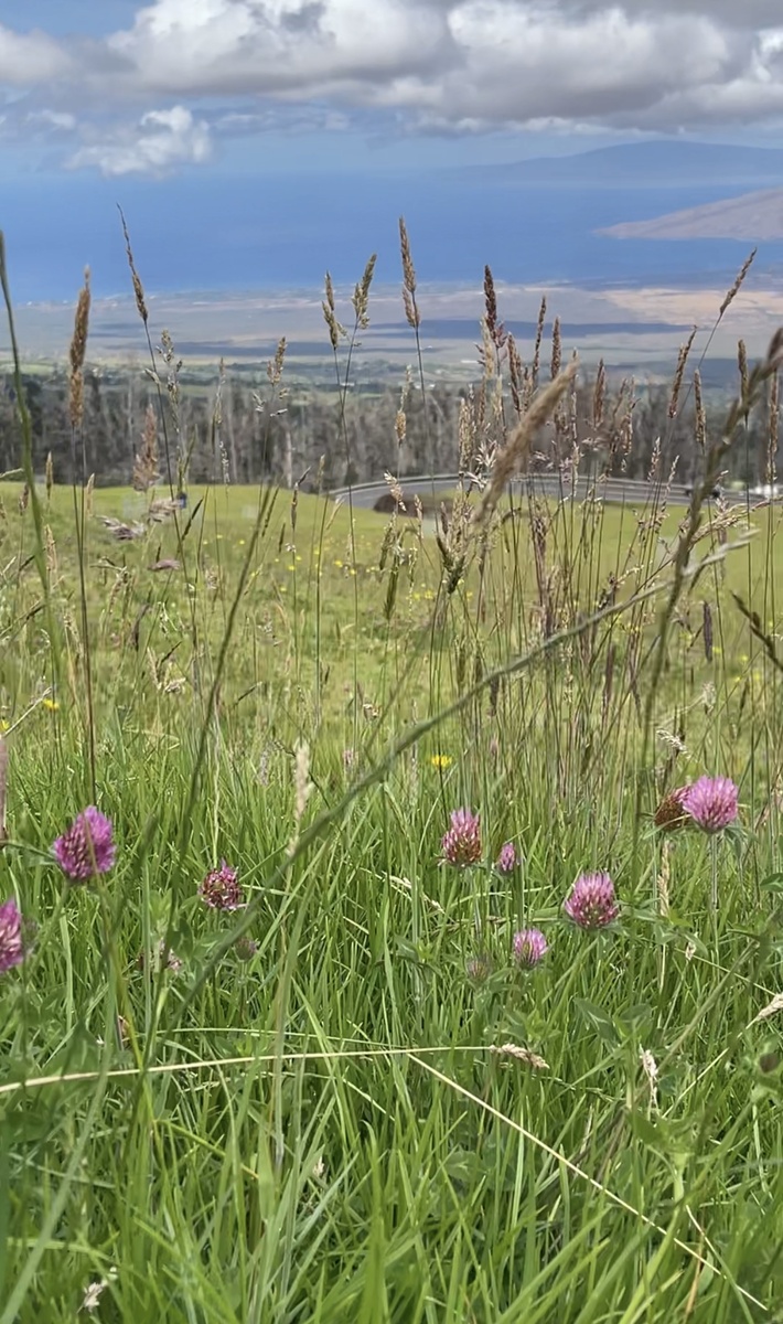Луг на острове Мауи в горах. Фото сделано автором статьи