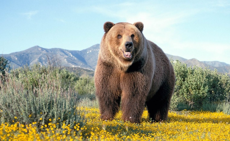 Бурый медведь
