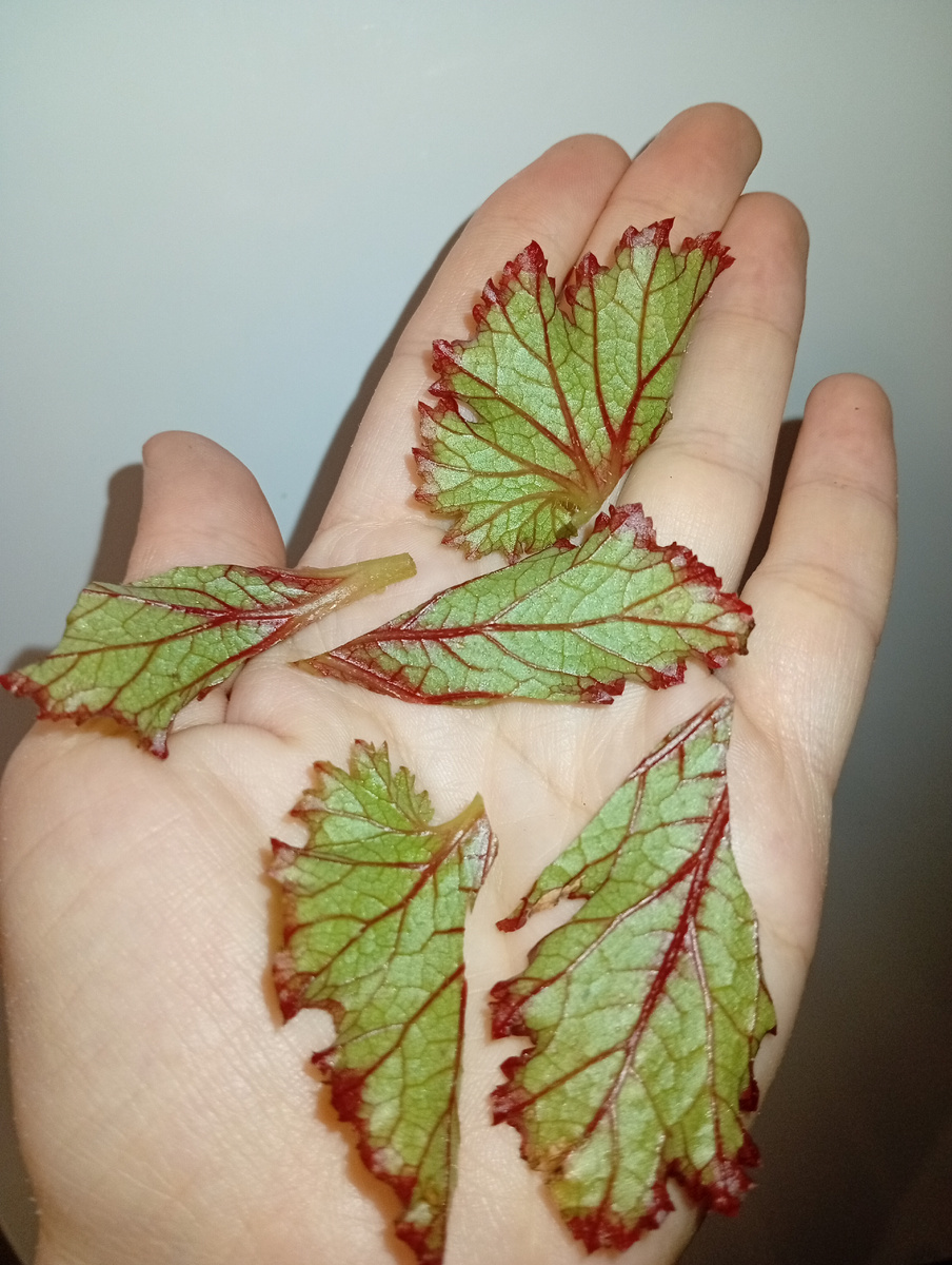 Тут 5 фрагментов, я потом еще разрезала