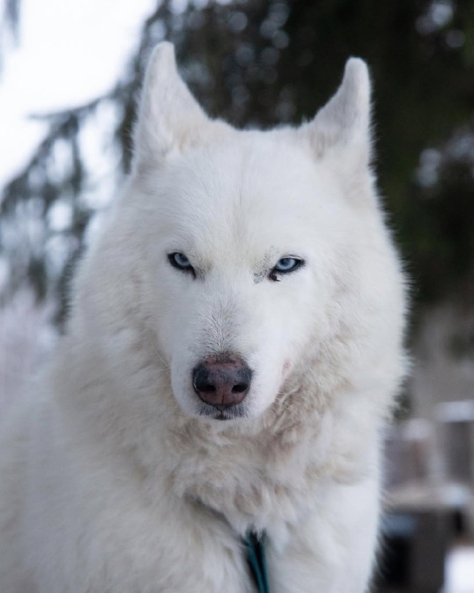 Питомник хаски "Белая руна", республика Карелия
