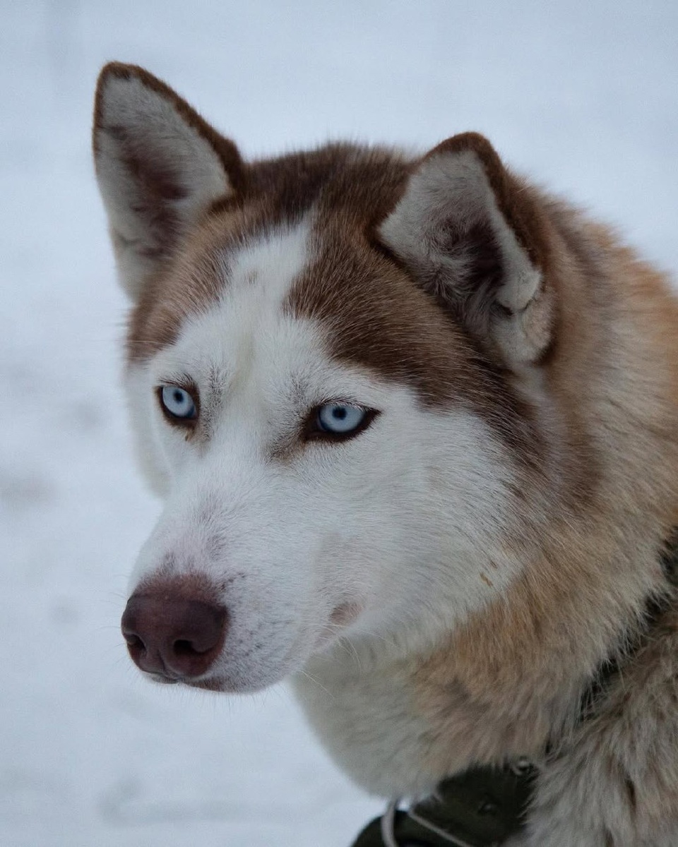 Питомник хаски "Белая руна", республика Карелия