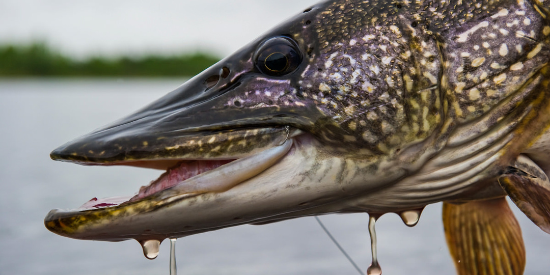 Как поймать щуку летом. Советы для начинающих рыболовов.