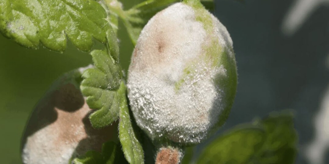 Профилактика мучнистой росы на крыжовнике в сырую погоду: полный гид