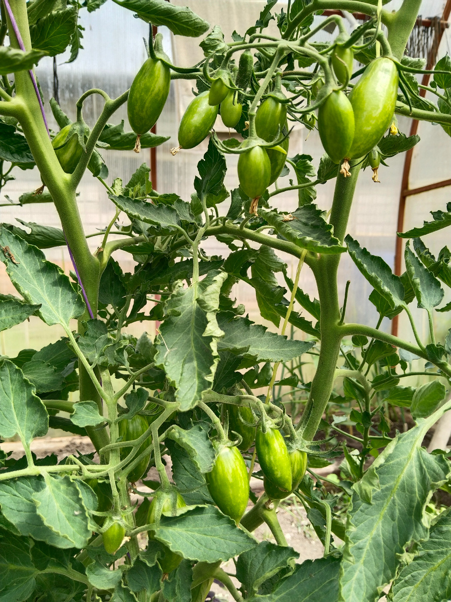 Блаш томат 22 июня 2025