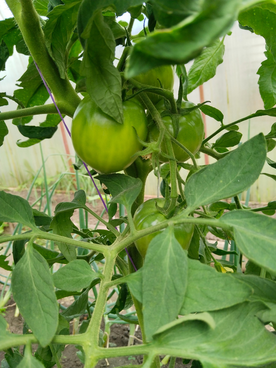 Томат бычье сердце ровное. 22 июня 2025