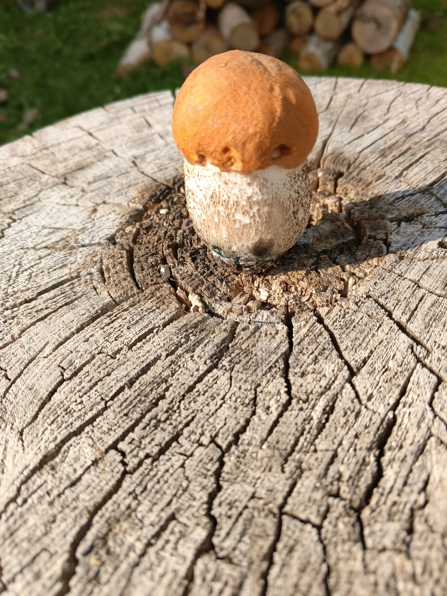 фото автора: подосиновик